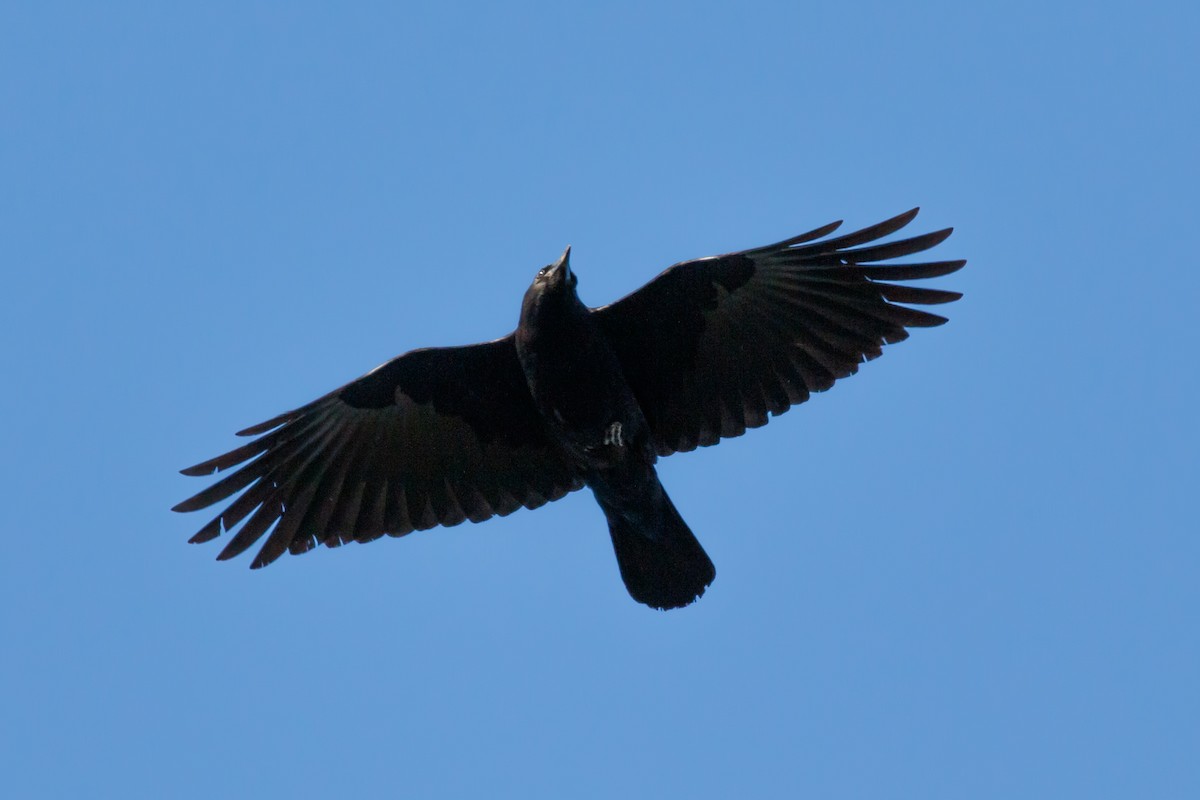 American Crow - Laval Roy