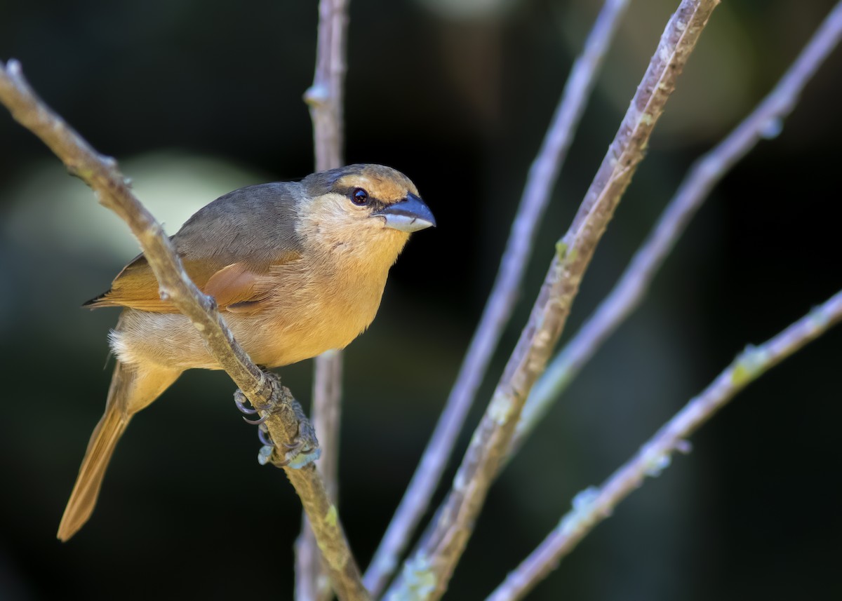 Brown Tanager - ML344554041