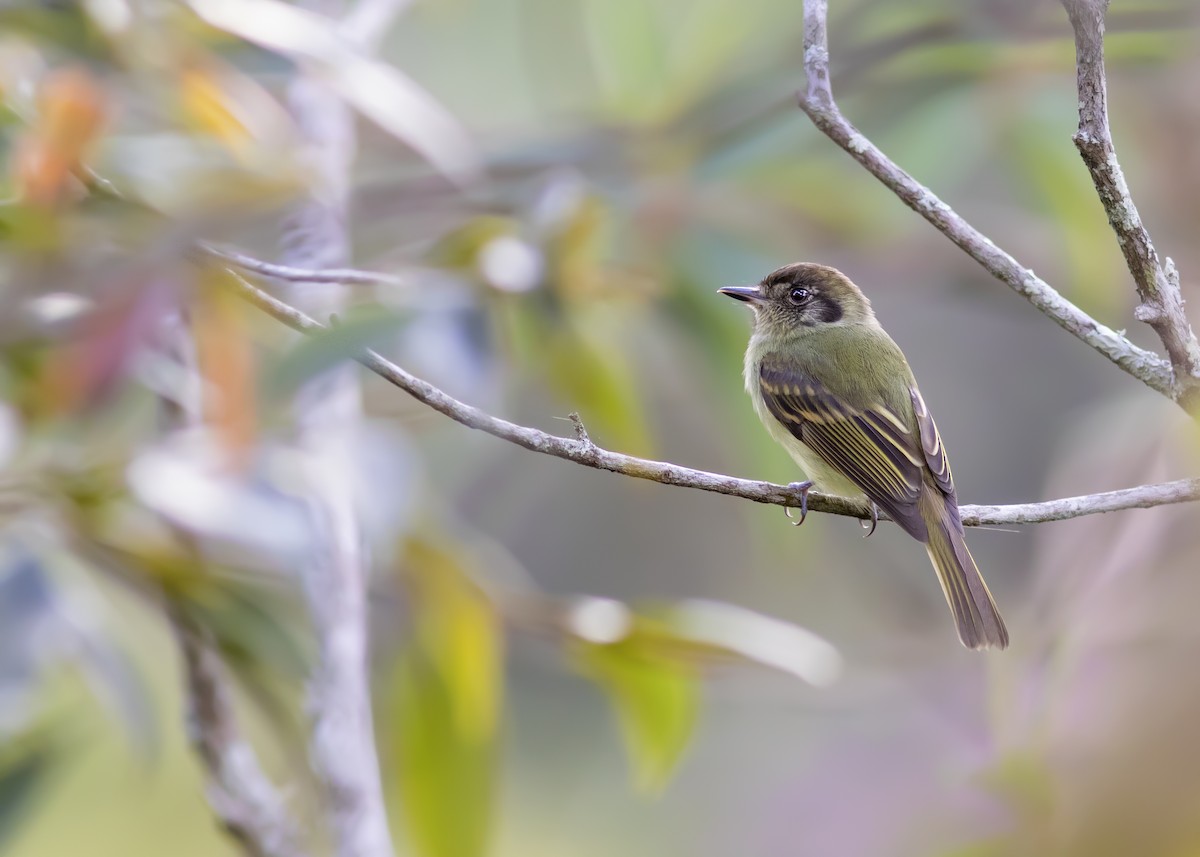 Sepia-capped Flycatcher - ML344554231