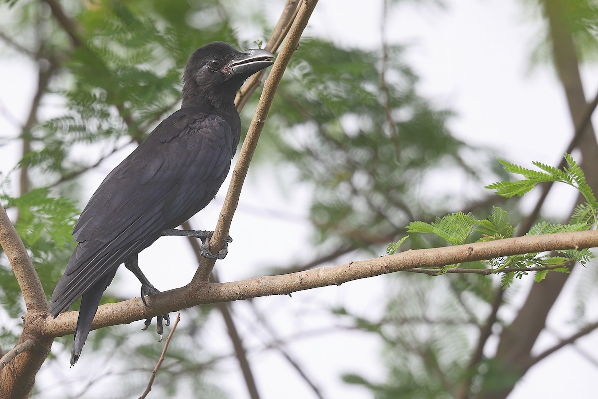 Large-billed Crow - Krishnan Sivasubramanian