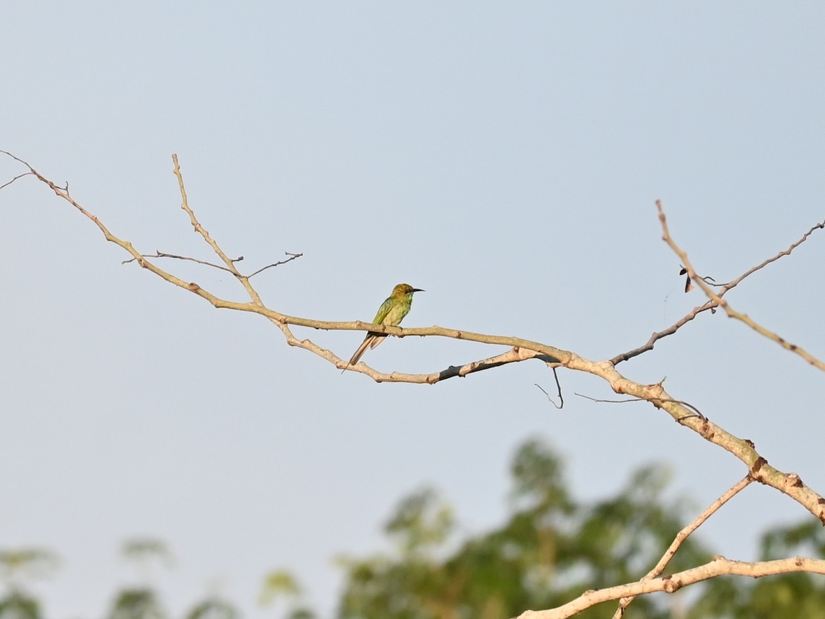 Asian Green Bee-eater - ML344562531