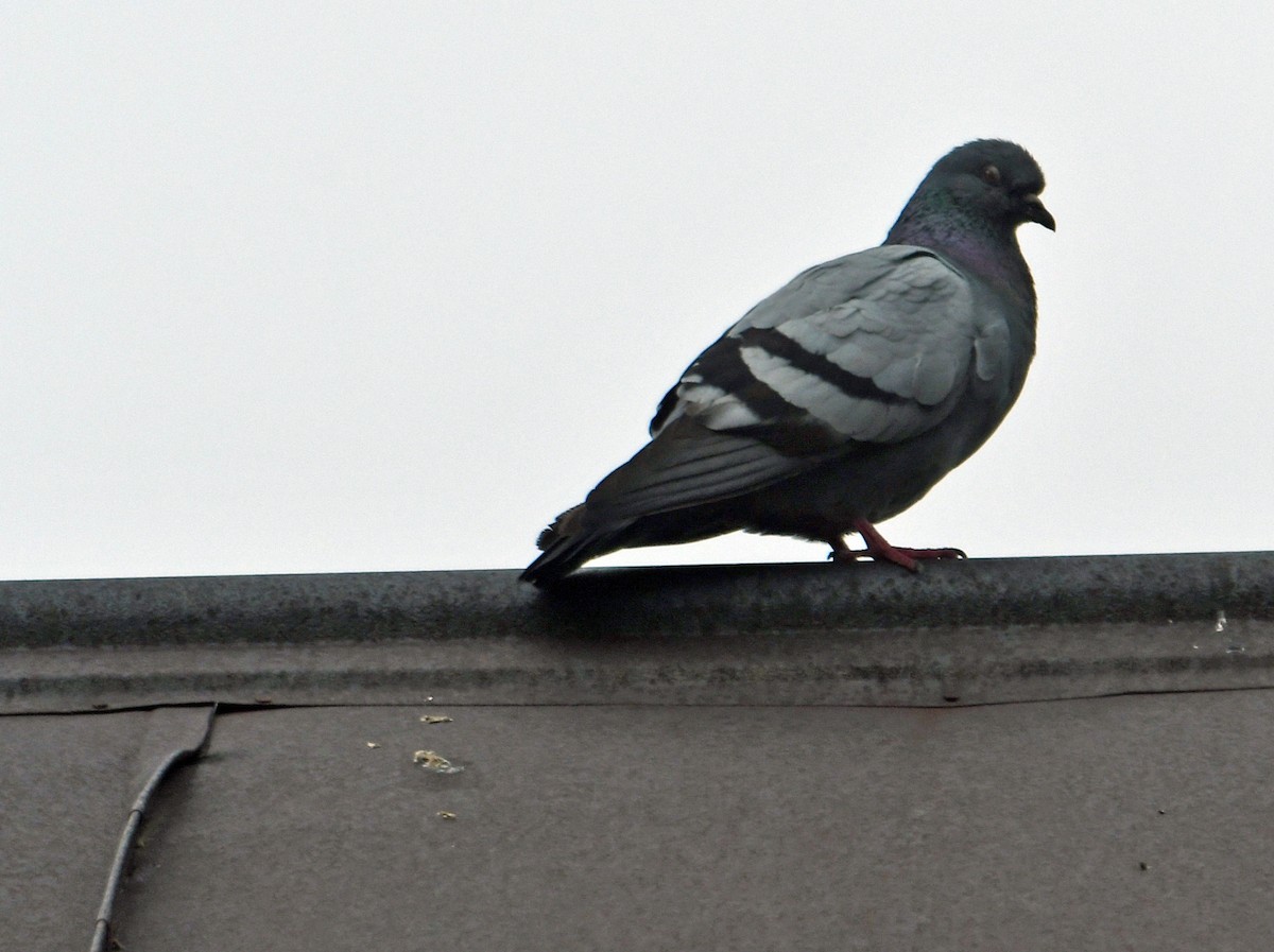 Rock Pigeon (Feral Pigeon) - ML344565581