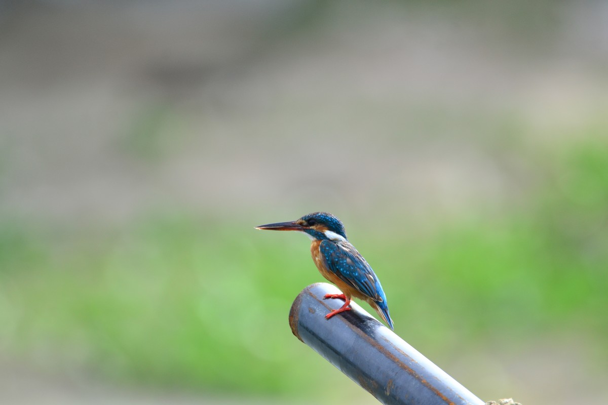 Common Kingfisher - Karthikeyan Ponnambalamoorthy