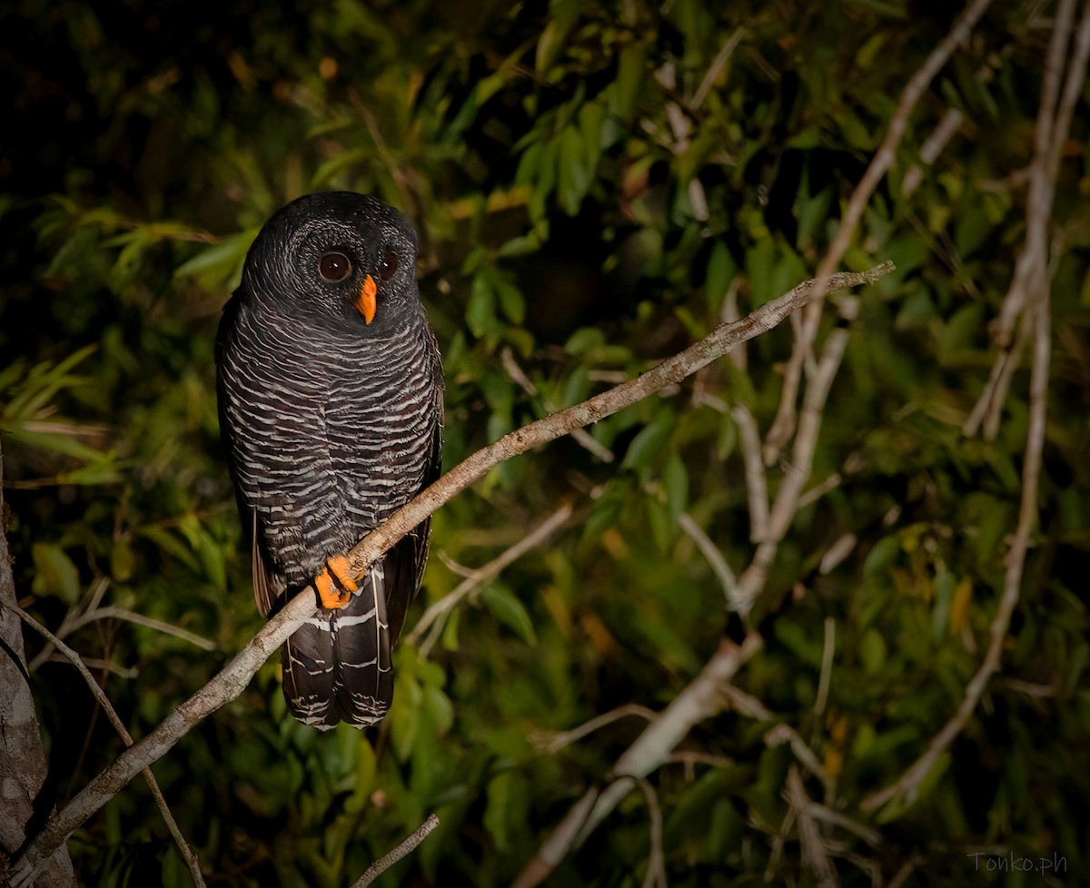 Black-banded Owl - Carlos Maure