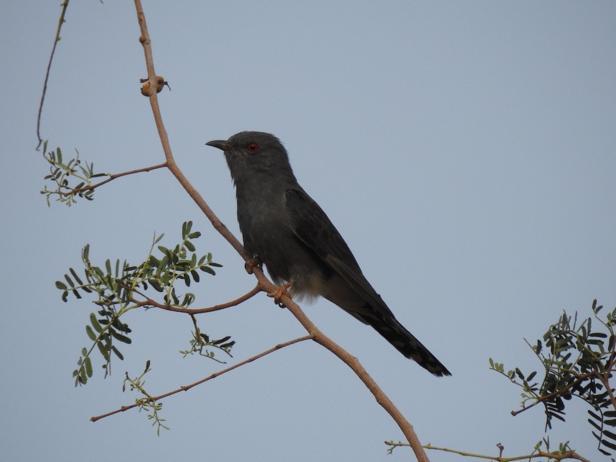 Gray-bellied Cuckoo - Ranjeet Singh