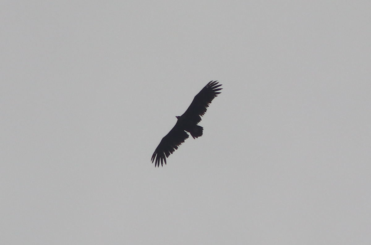 Cinereous Vulture - ML344586901