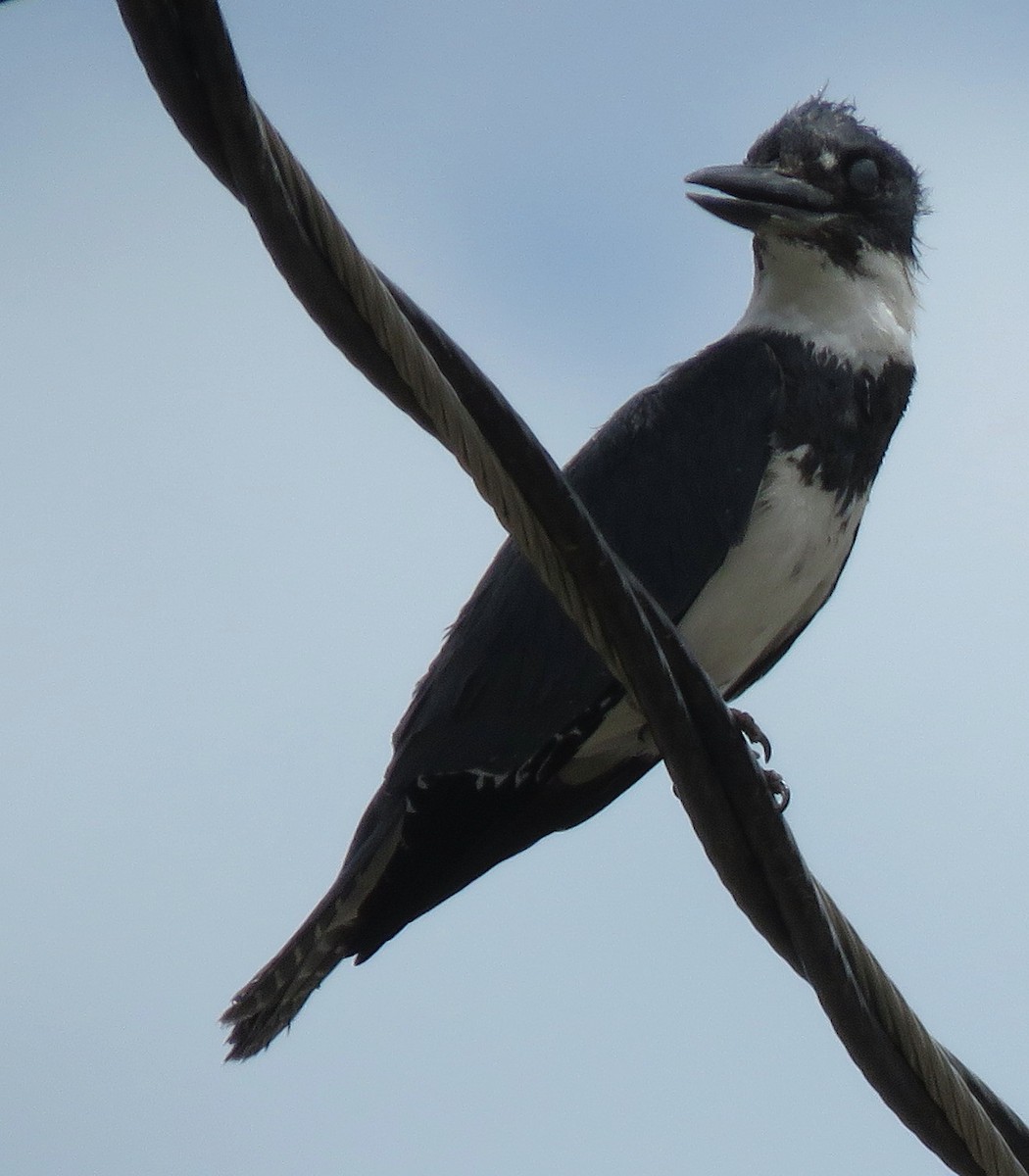 Belted Kingfisher - ML344587821