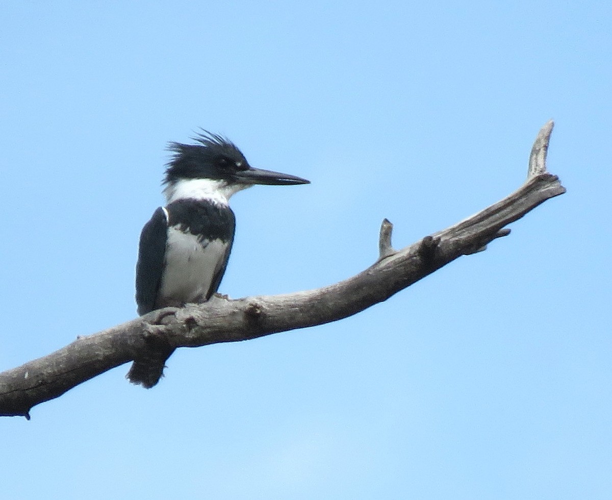 Belted Kingfisher - ML344587951