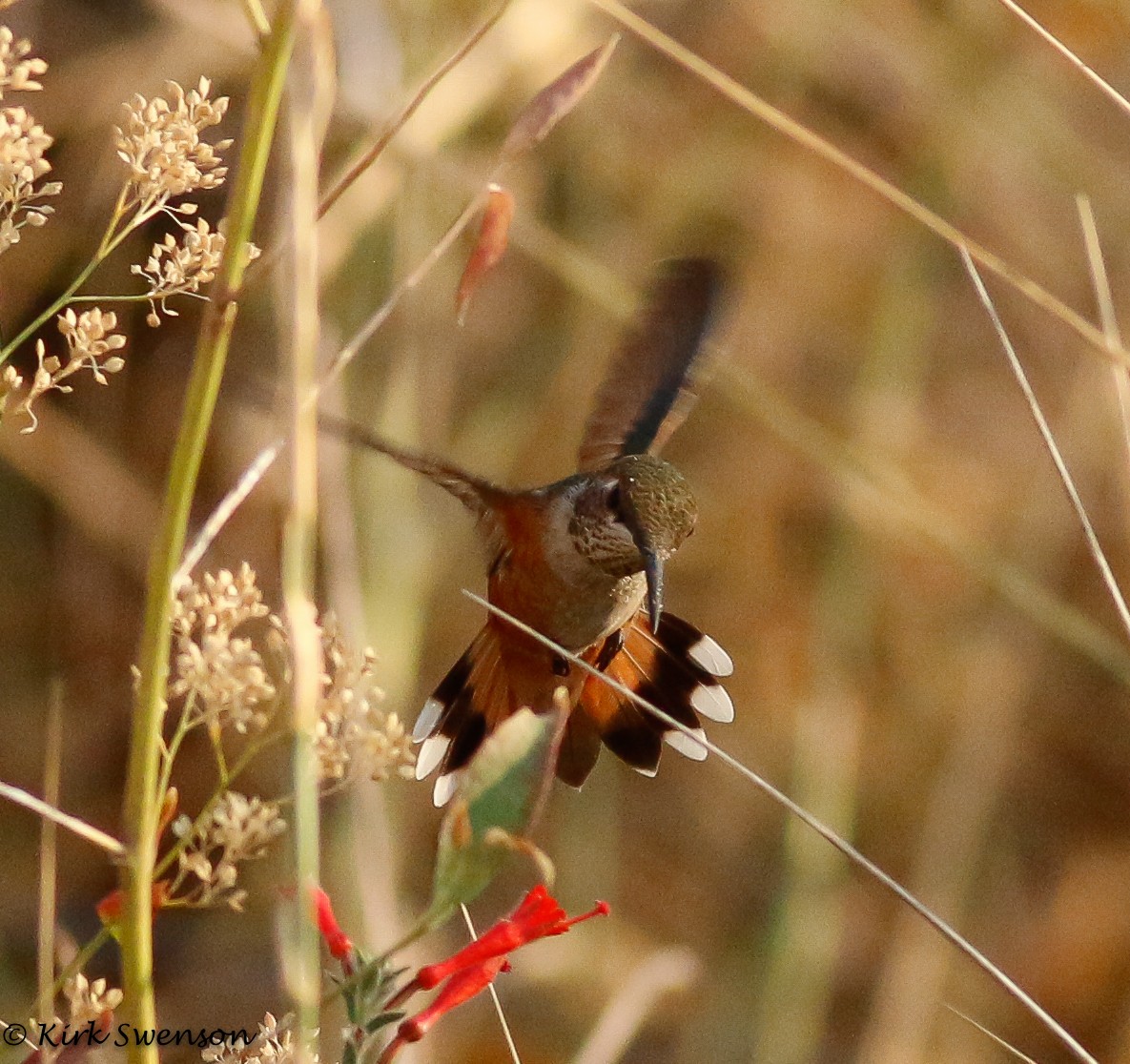 Rufous Hummingbird - Kirk Swenson