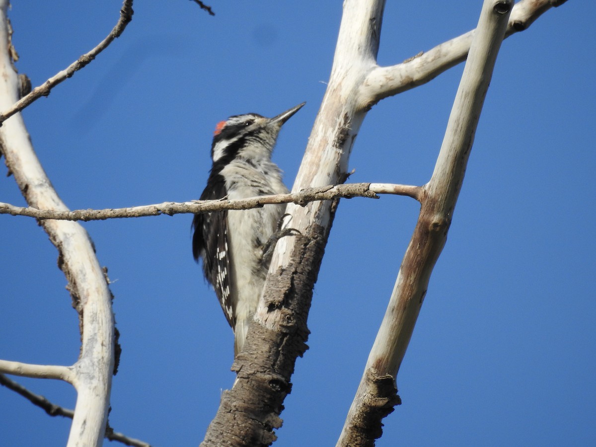Hairy Woodpecker - Steve Clark