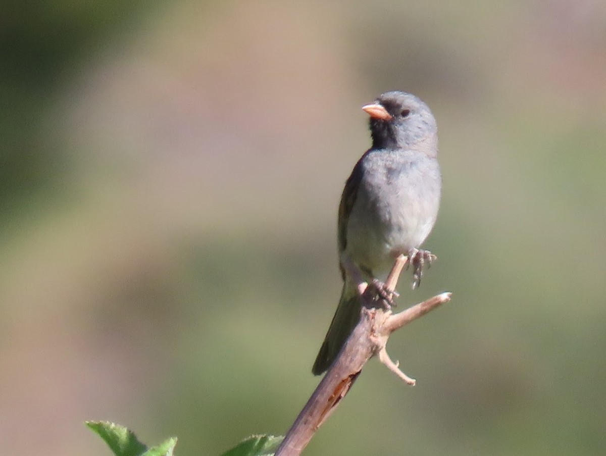 Black-chinned Sparrow - ML344611101