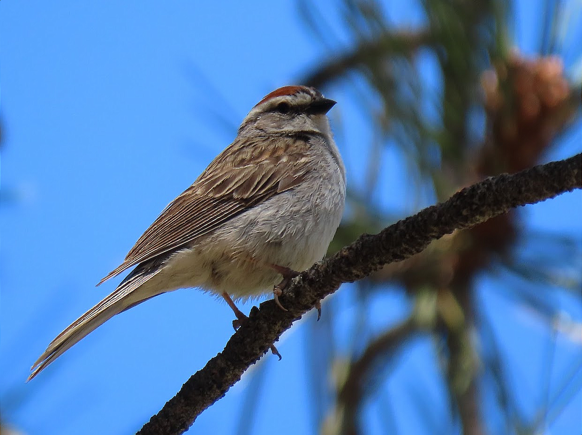 Chipping Sparrow - Long-eared Owl