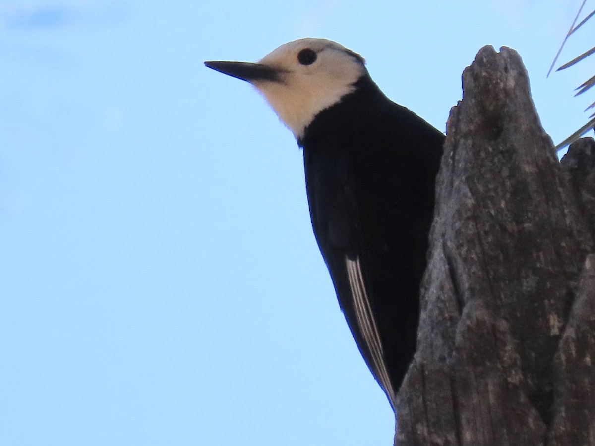 White-headed Woodpecker - ML344613441