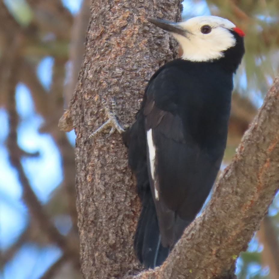 White-headed Woodpecker - ML344613461