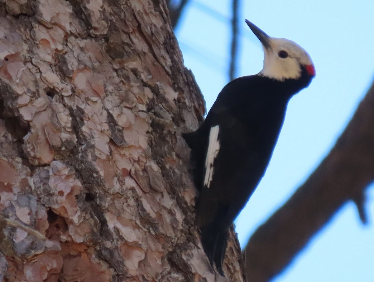 White-headed Woodpecker - ML344613481