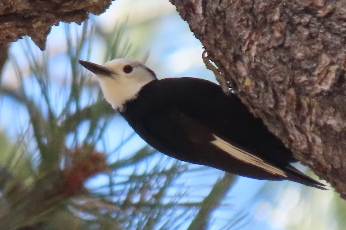 White-headed Woodpecker - ML344613491