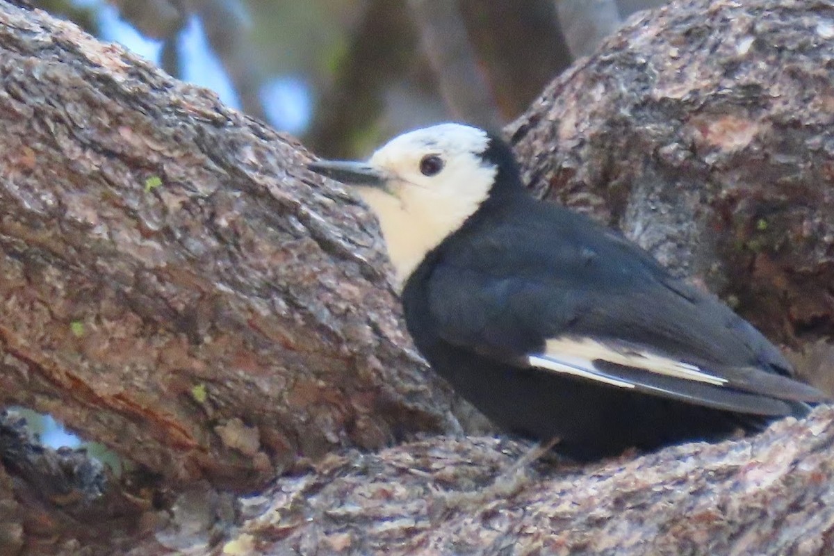 White-headed Woodpecker - ML344613501