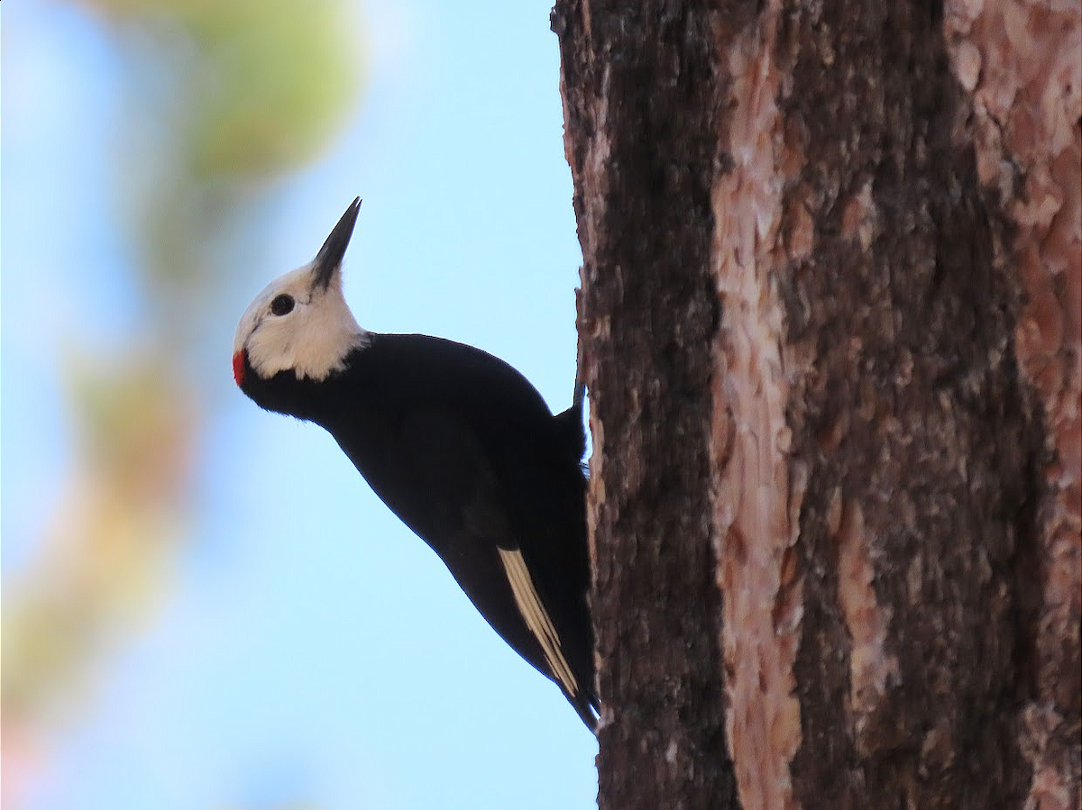 White-headed Woodpecker - ML344613731