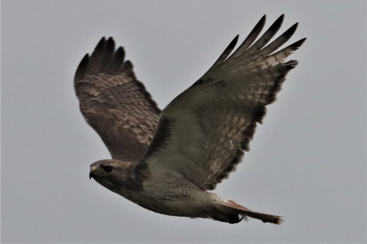 Red-tailed Hawk - ML344615621