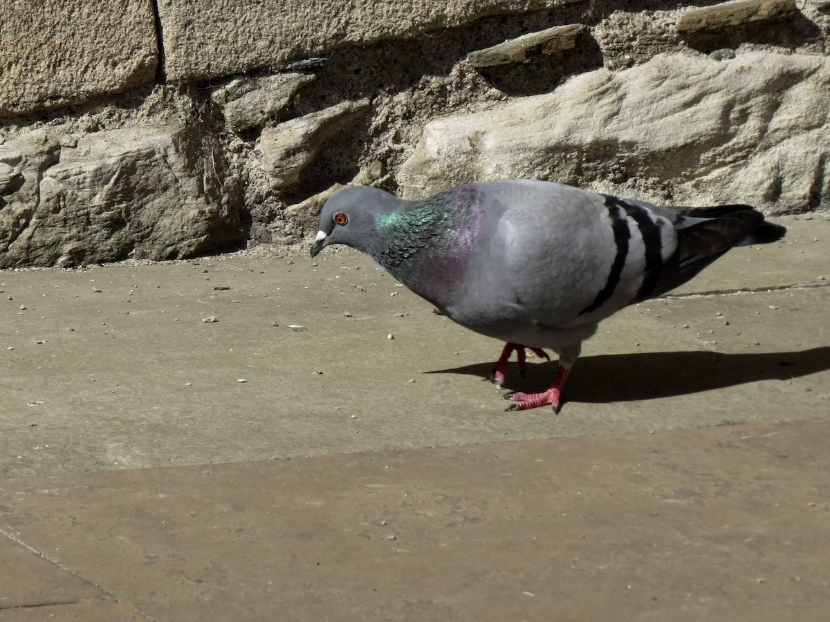 Rock Pigeon (Feral Pigeon) - Roger Woodruff