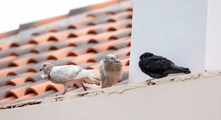 Rock Pigeon (Feral Pigeon), ML344624031