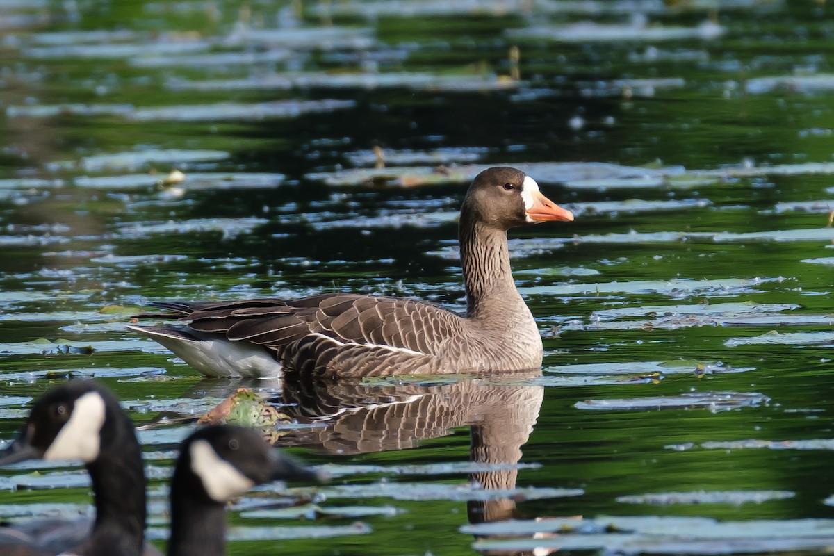 Greater White-fronted Goose - Jim Strong