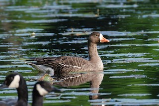 Greater White-fronted Goose, ML344629921