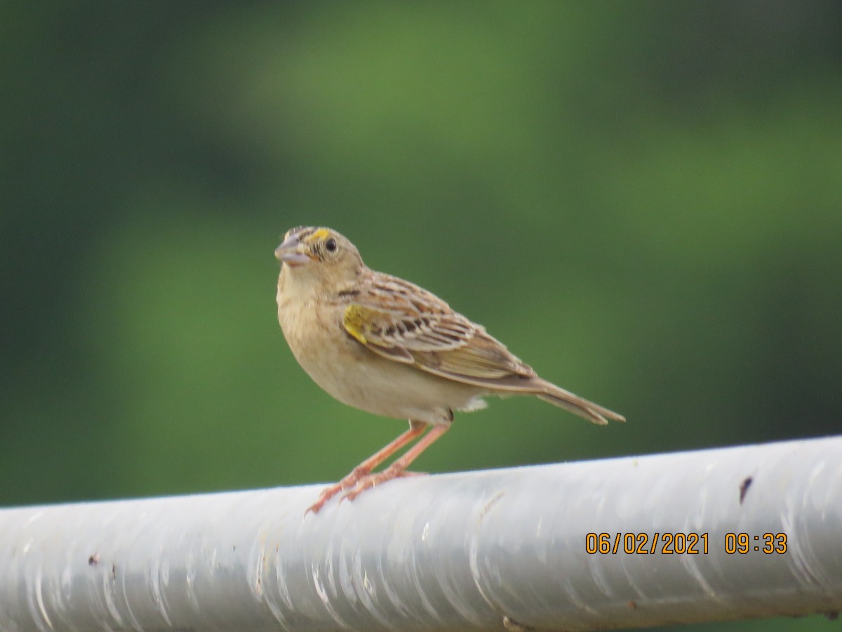 Grasshopper Sparrow - ML344630251