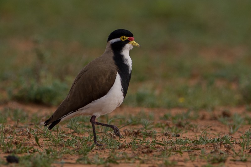 Banded Lapwing - ML34463061
