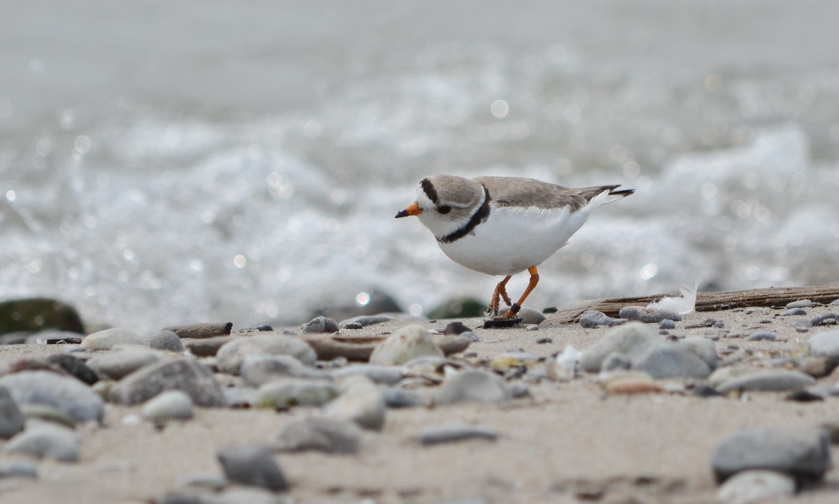 Piping Plover - Jean and Bob Hilscher