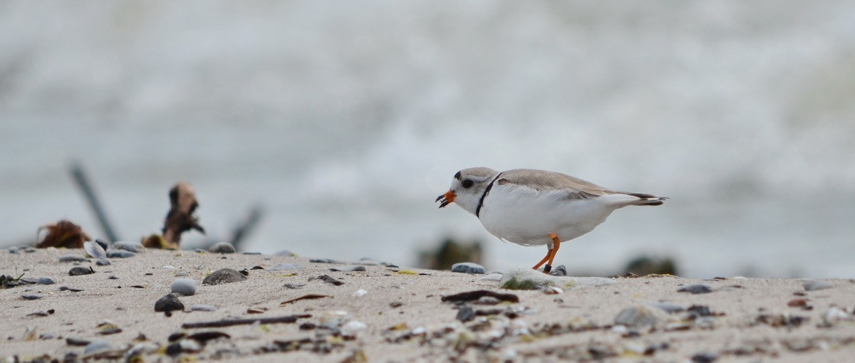 Piping Plover - ML344638551
