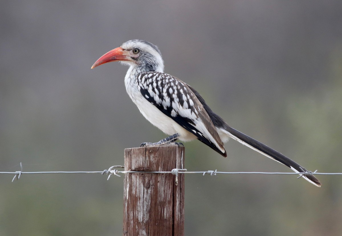 Southern Red-billed Hornbill - Alex Wiebe