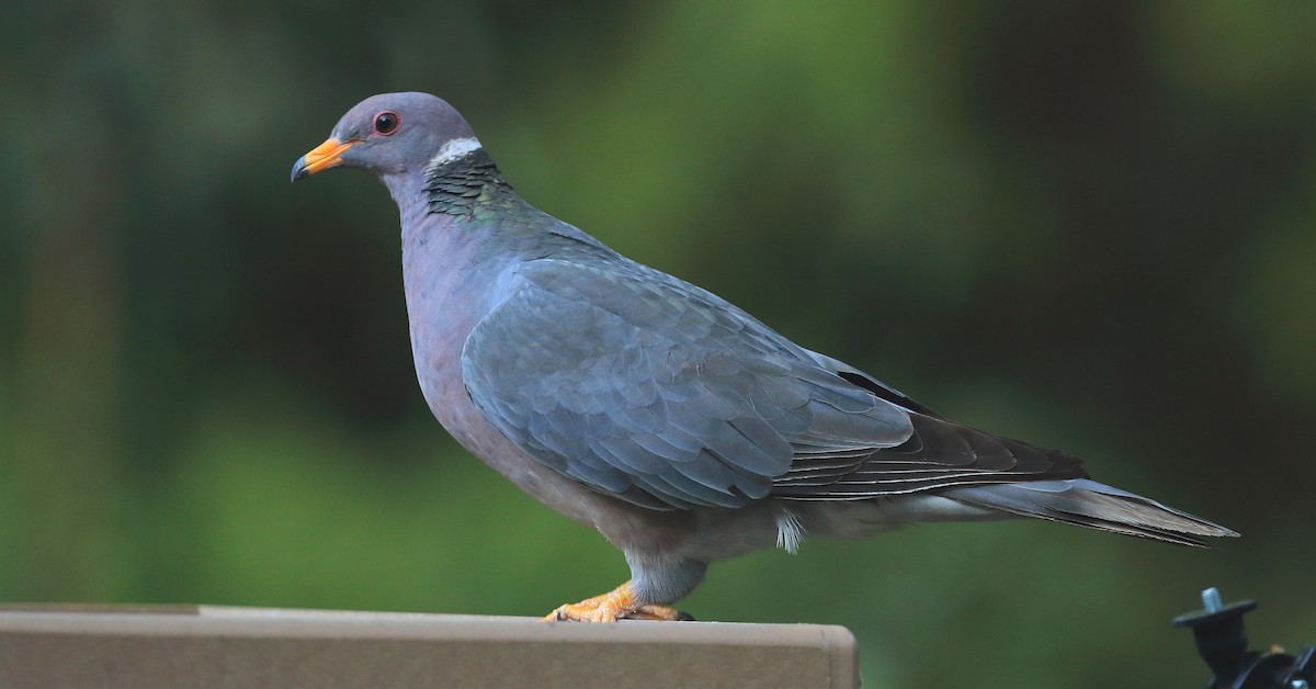 Band-tailed Pigeon - David Barton
