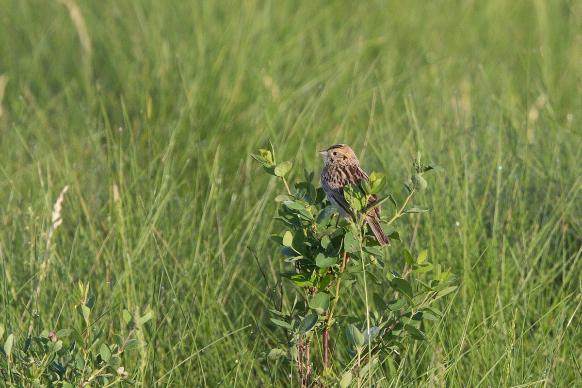 Baird's Sparrow - ML34464601
