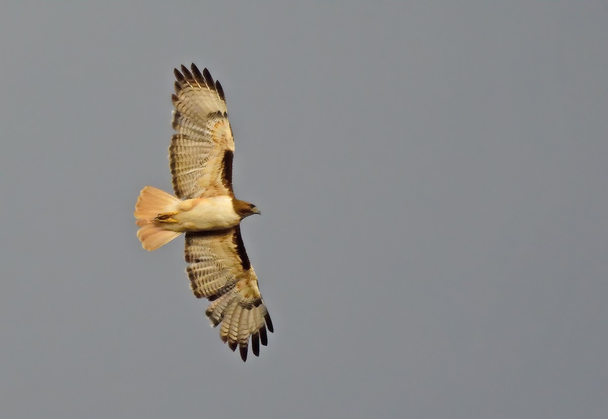 Red-tailed Hawk - Ad Konings