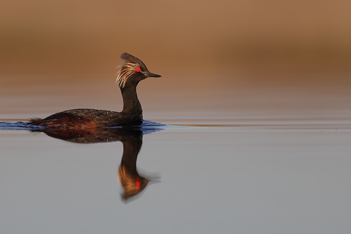 Eared Grebe - ML344651331