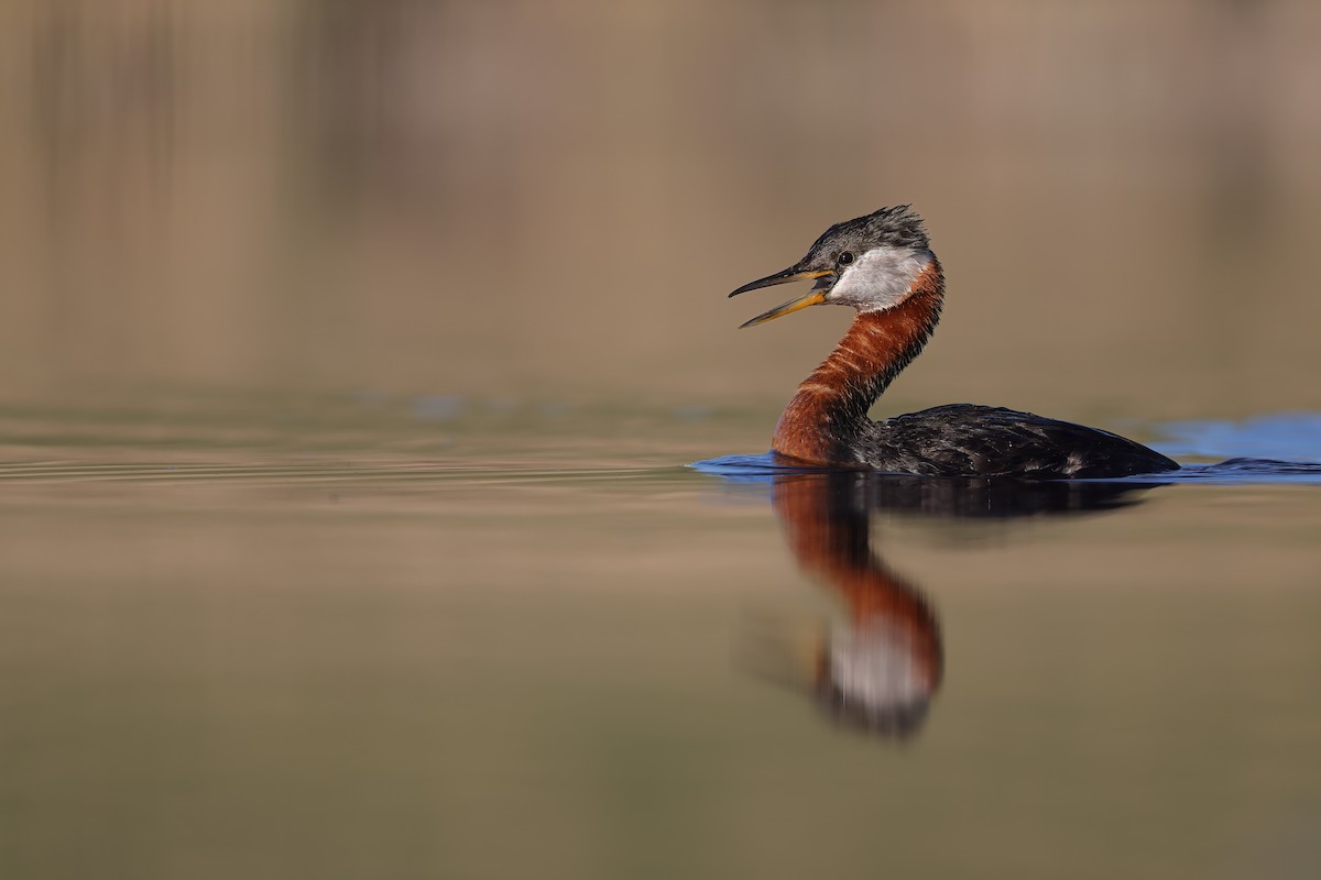 Red-necked Grebe - ML344652201