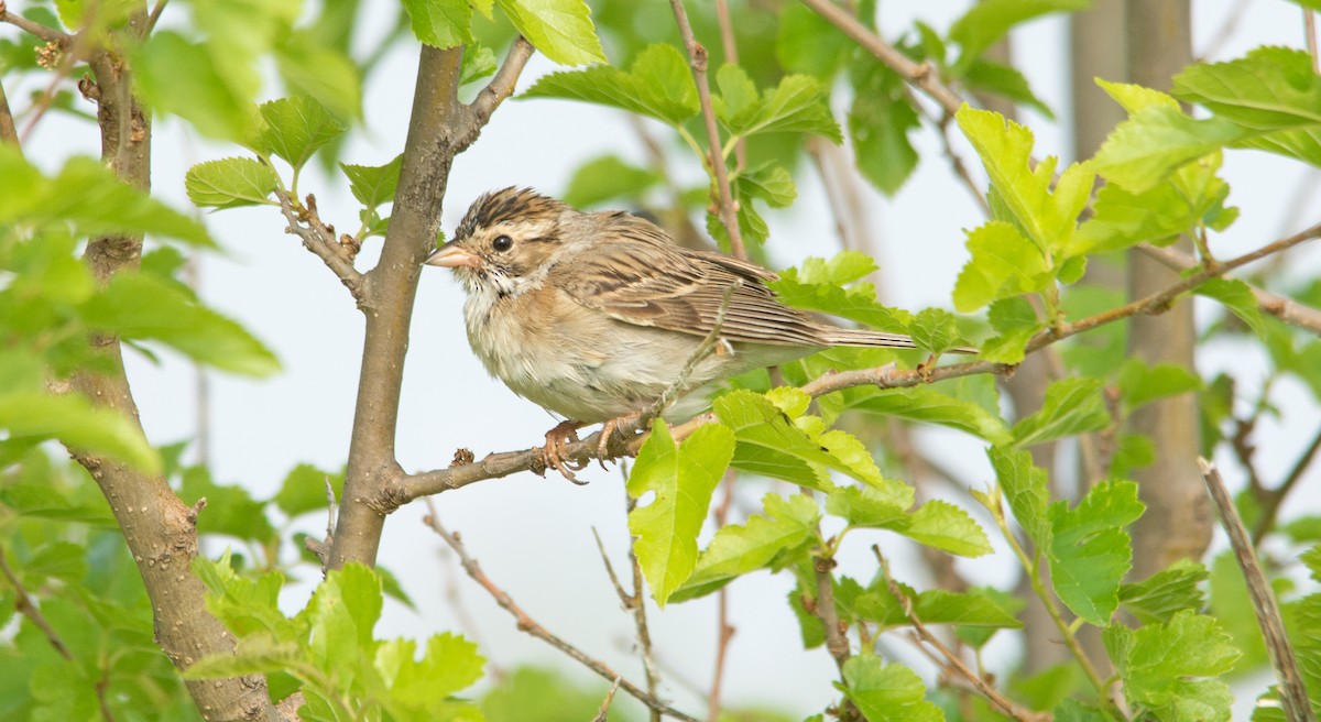 Clay-colored Sparrow - ML344655841