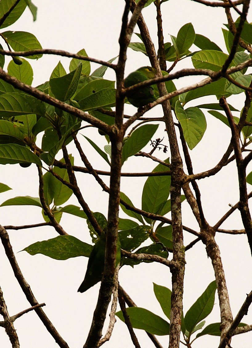 Венесуэльский попугай-крошка - ML344659721