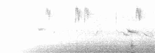 Серый ополовничек [группа melanotis] - ML344660471