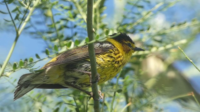 Cape May Warbler - ML344665261