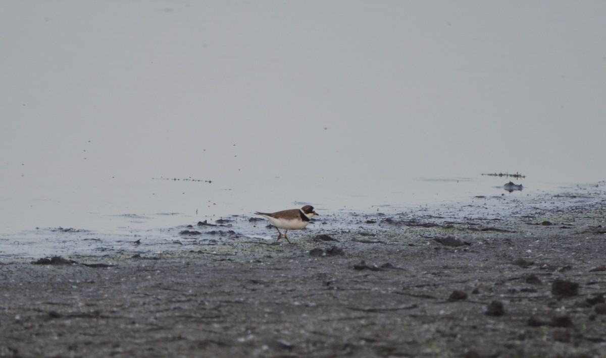 Semipalmated Plover - ML34466751
