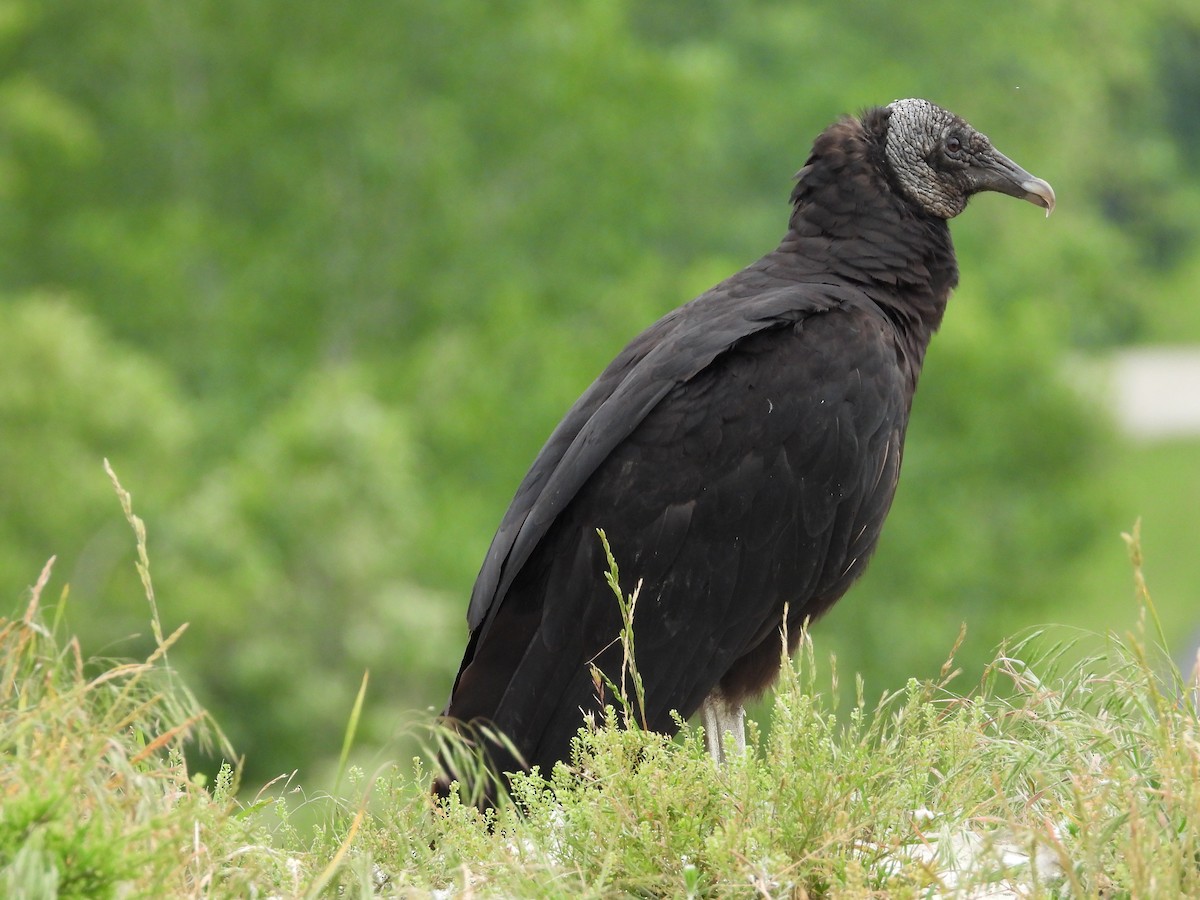 Black Vulture - ML344667601