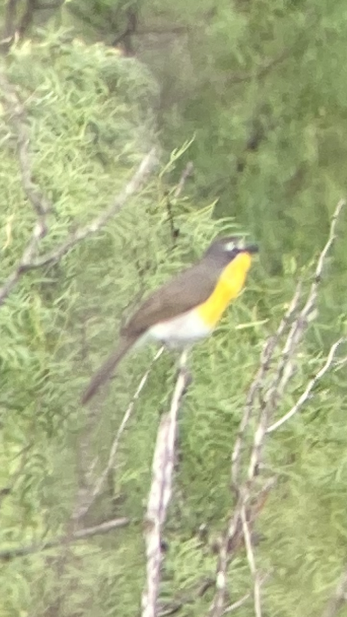 Yellow-breasted Chat - Jacob Bagley