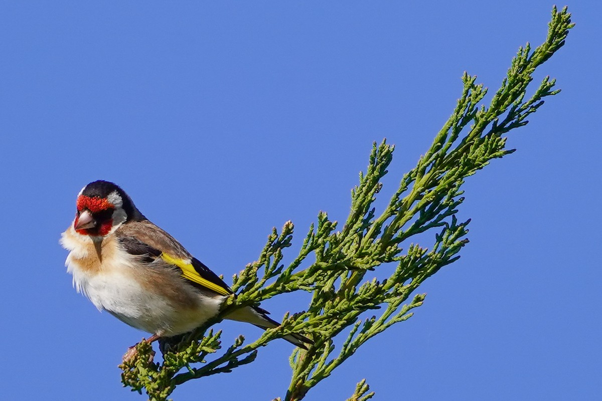 European Goldfinch - Sandy Winterton