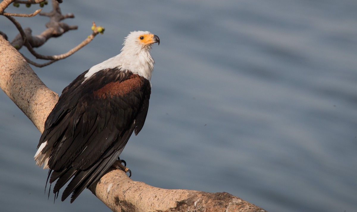 African Fish-Eagle - ML34467861