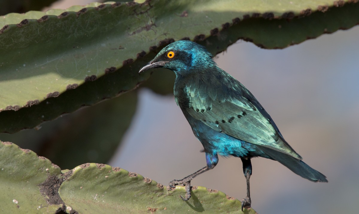 Greater Blue-eared Starling - ML34468041