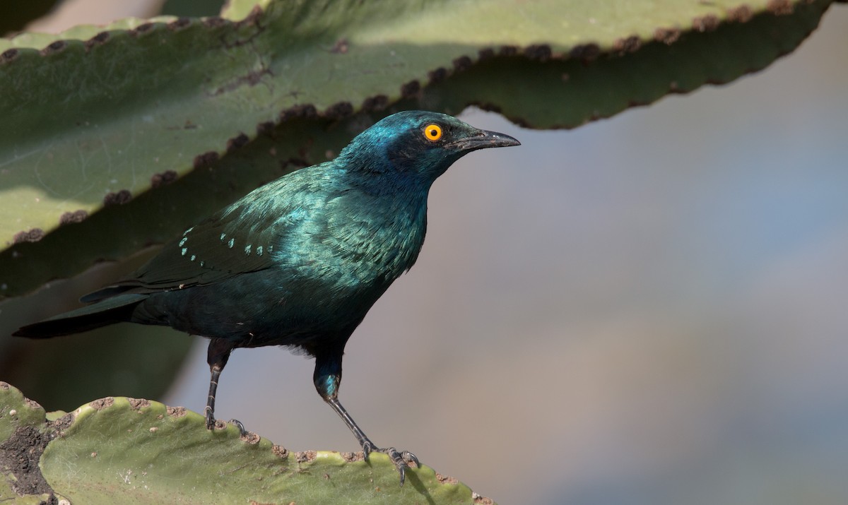 Greater Blue-eared Starling - ML34468051