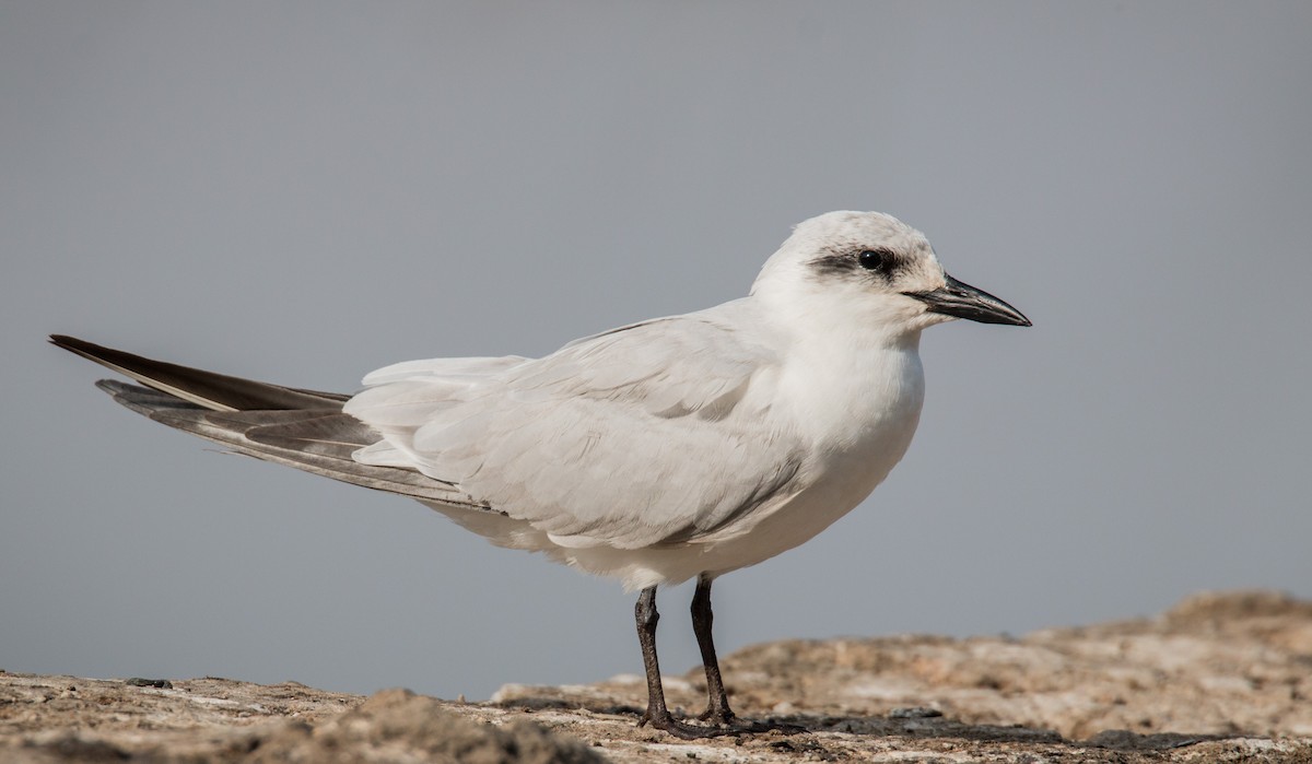 Gull-billed Tern - Ian Davies