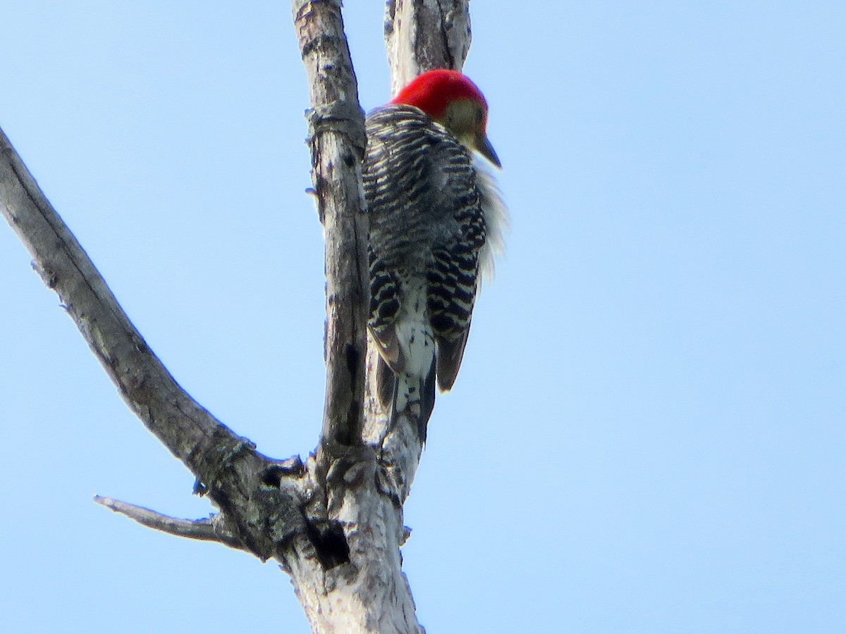 Red-bellied Woodpecker - ML344681911